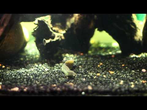 how to care for a zig zag eel