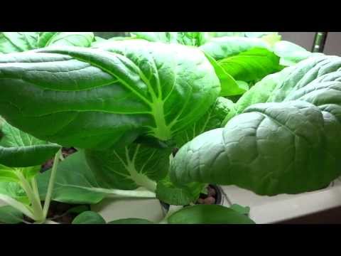 how to transplant pechay