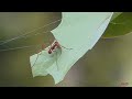 Central American Tropics - Bugs & Such - Part VI
