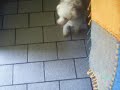 uma pooodle ataca seu dono enquanto ele brincava com ela. nao perca