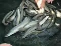 PAICHE EN TINGO MARIA