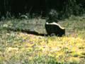 Skunk-vs-Raccoon