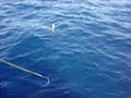 Barracuda Attack!!!