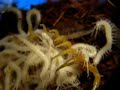 S_polymorpha_suprisemomroachbabies00_24