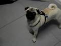 Pug barking at youtube :-) Mops