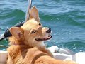 Tribute to Maxie the Corgi
