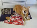 Tribute to Maxie the Corgi