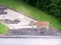 KITTEN MEETS FAWN