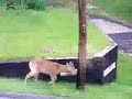 2) KITTEN MEETS FAWN 2) KITTEN MEETS FAWN