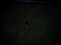 Bug,Spray,