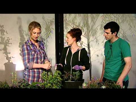 how to replant supermarket herbs