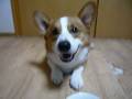 Goro@Welsh corgi 20081224 Give me pork. Goro@Welsh corgi 20081224 Give me pork.