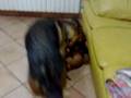 videos de davide vs golia