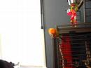 My sun conure, Poncho, dancing to Cyclone