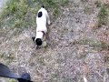 Zenoah our jack russell puppy playing soccer