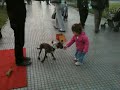 The Puppet Puppy The Puppet Puppy