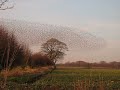 Gretna Starlings 1 Gretna Starlings 1