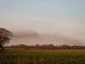 Gretna Starlings 1