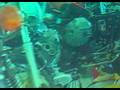 videos de Immagine 023