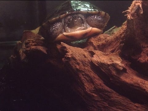 YouTube reptile video