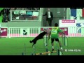 Liévin Agility World Championship 2011 Large Jumping Painful moments
