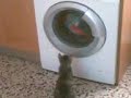 Curiosity & Cats...!