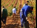1610 Reportaje Bodegas Solterra | Dando Caña - Intereconomia TV