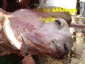 hijjaz- sunnah orang berjuang- pelita hidup 4 hijjaz- sunnah orang berjuang- pelita hidup 4