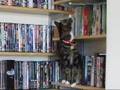 Cat climbing my bookshelves