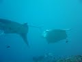 Mantas