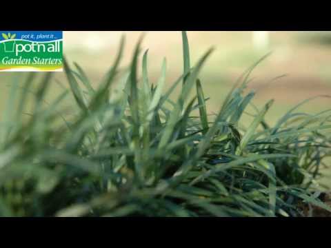 how to transplant mondo grass