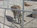 Stop it - Tiger meets dog