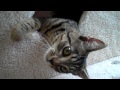 Cute Kitteh Plays in a Cat Tree