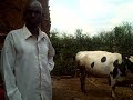 Plan Rwanda: Cattle Breeding Plan Rwanda: Cattle Breeding