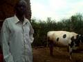 videos de Plan Rwanda: Cattle Breeding