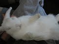 Bunny resting Bunny resting