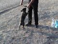 my french bulldog Mela hanging/suspension