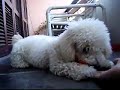 Teddy brincando com a bolinha
