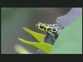 Egg Laying Poison Dart Frogs
