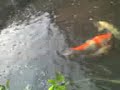 Koi Spawning video 3