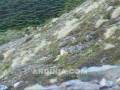 videos de Liebre europea (Lepus europaeus) en la Patagonia