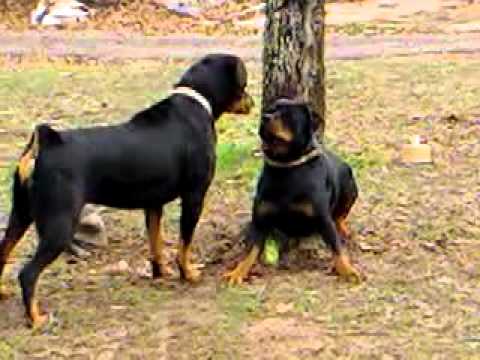 rottweiler
