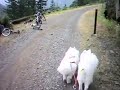 Bikejoring on rural rail trails in Washington State.