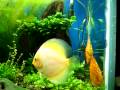 Acuario plantado de discos de 840 litros