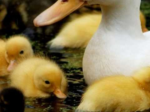 Such as Tom T. Hall song Little Baby Duck