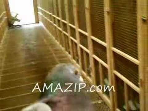 Pigeon Racing, the Ultimate Racing Pigeon Auction