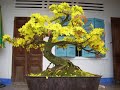 Mai Vàng Bình Định - OCHNACEAE - Mai Thu - Phone 0563 502 002 285 Tran Phu, TT Dieu Tri, Tuy Phuoc BD - Ban va cho thue mai vang