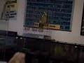 voici coco !!! le peroquet qui parle mais que en italien ,c'est tr�s domage car il raconte bien des chose interressante ...