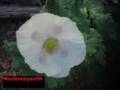 Poppy Video 4