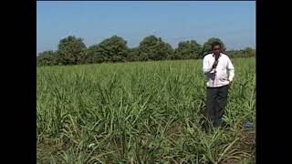 Sugarcane Farmer (Nicoderma)